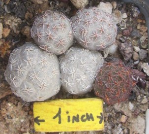 Puna bonniae fma