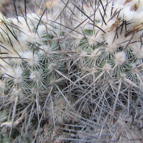 Turbinicarpus <br>viereckii (gymnocactus)  major fma