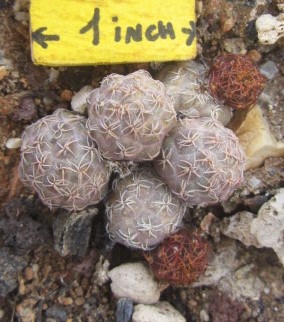 Puna bonniae fma