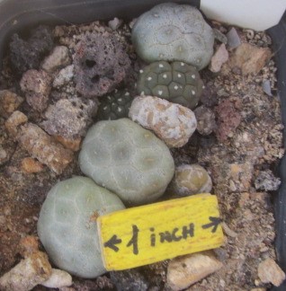 Puna bonniae inermis 