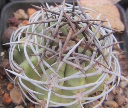 Eriosyce <br>paucicostata
