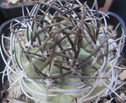 Eriosyce <br>paucicostata