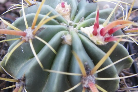 Ferocactus <br>latispinus