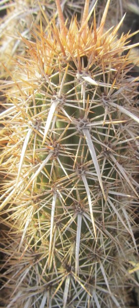 Machaerocereus  <br>eruca