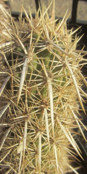 Machaerocereus  <br>eruca