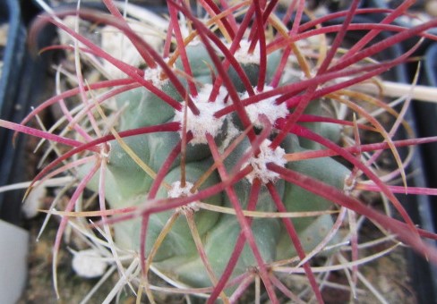 Ferocactus <br>cylindraceus 