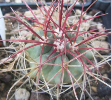 Ferocactus <br>cylindraceus