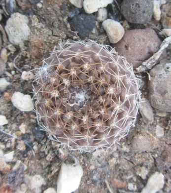 Thelocephala <br>sp senora ella