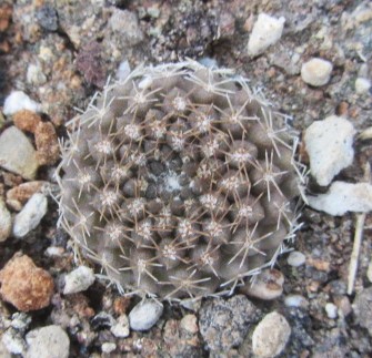 Thelocephala <br>sp senora ella