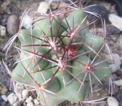 Thelocactus <br>rinconensis forma