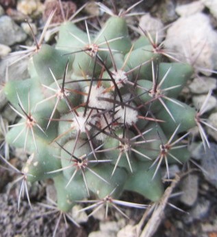 Thelocactus <br>rinconensis  fma