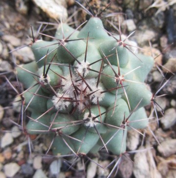 Thelocactus <br>rinconensis