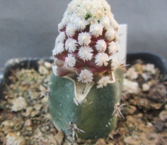 Mammillaria theresae