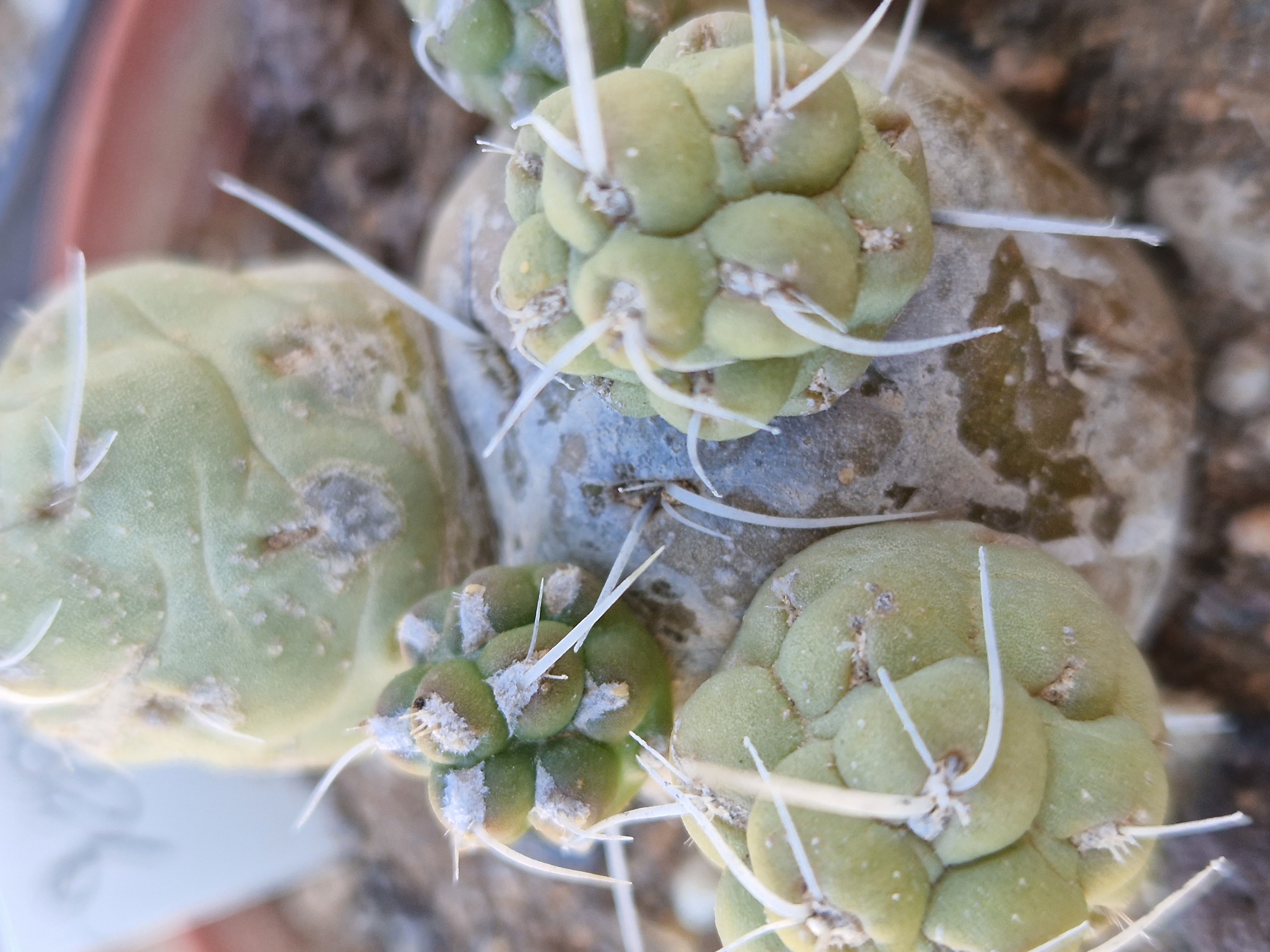 Tephrocactus <br>bolivianus dactiliferus