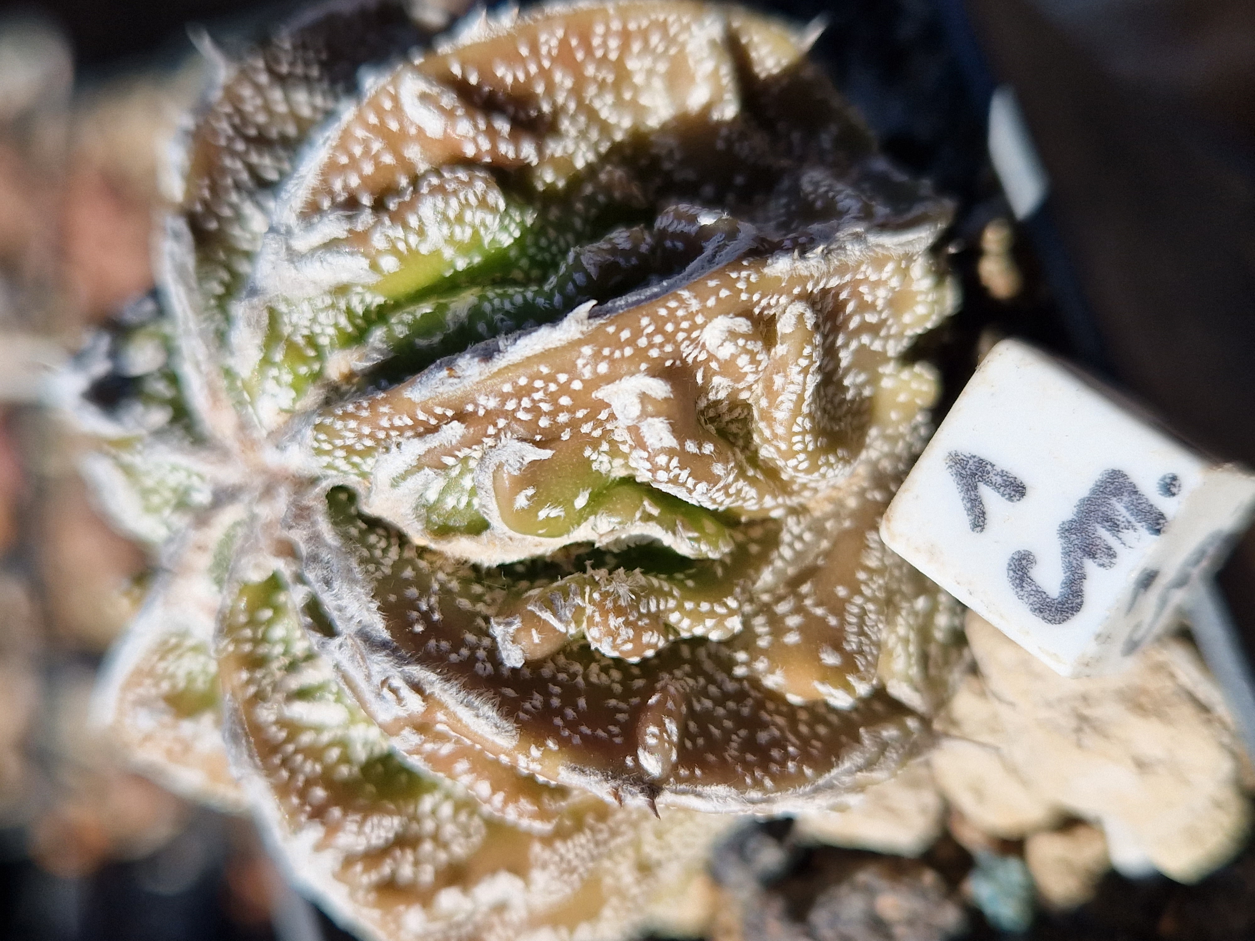 Astrophytum <br>hybrid fukuryu