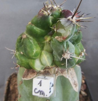 Stenogonia chimera