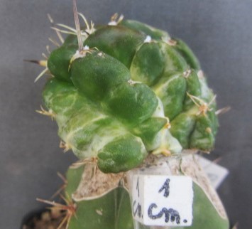 Stenogonia chimera