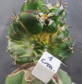 Stenogonia chimera