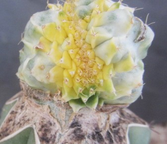 Stenogonia chimera