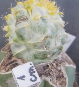 Stenogonia <br>chimera