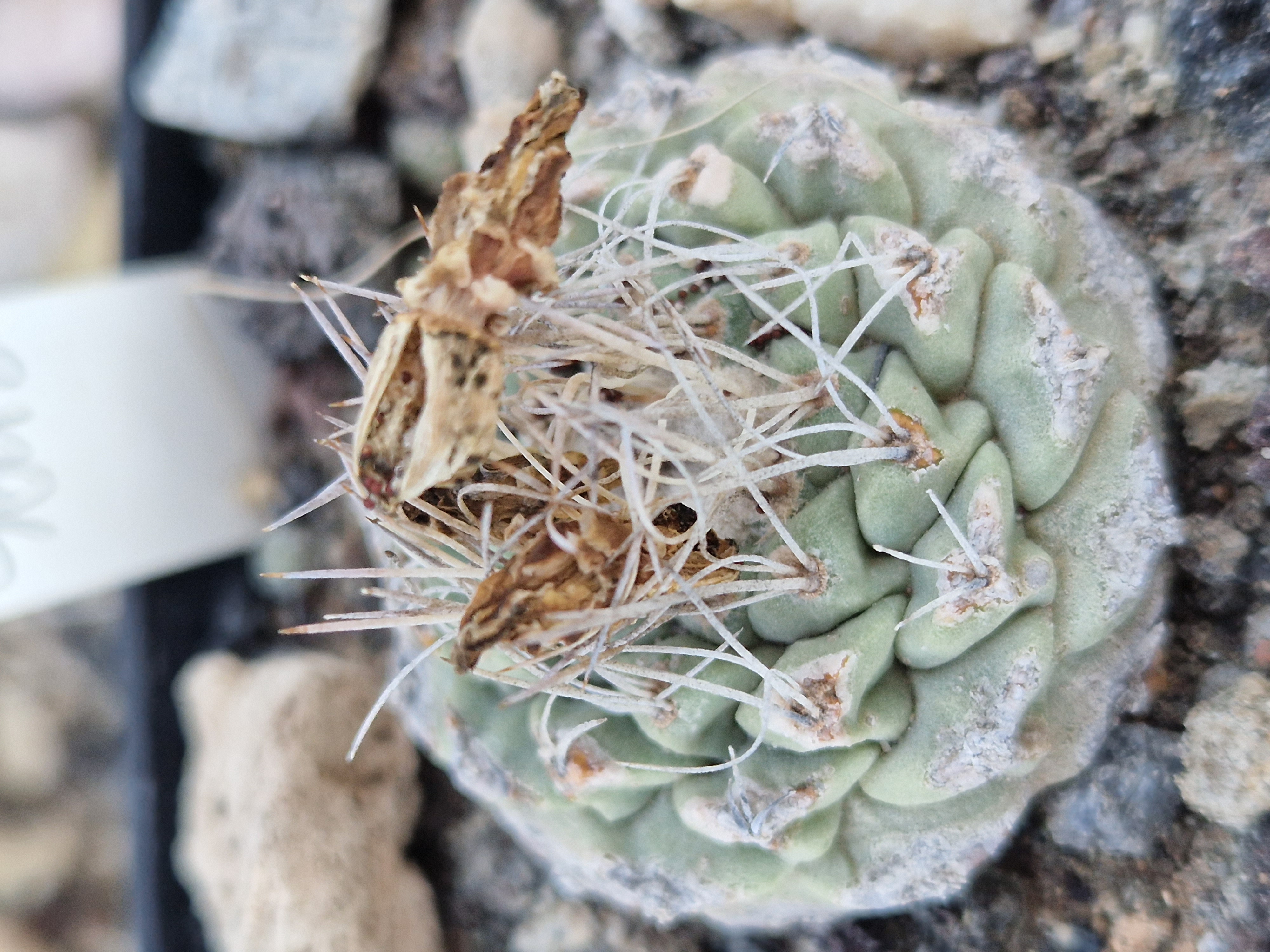 Strombocactus <br>disciformis