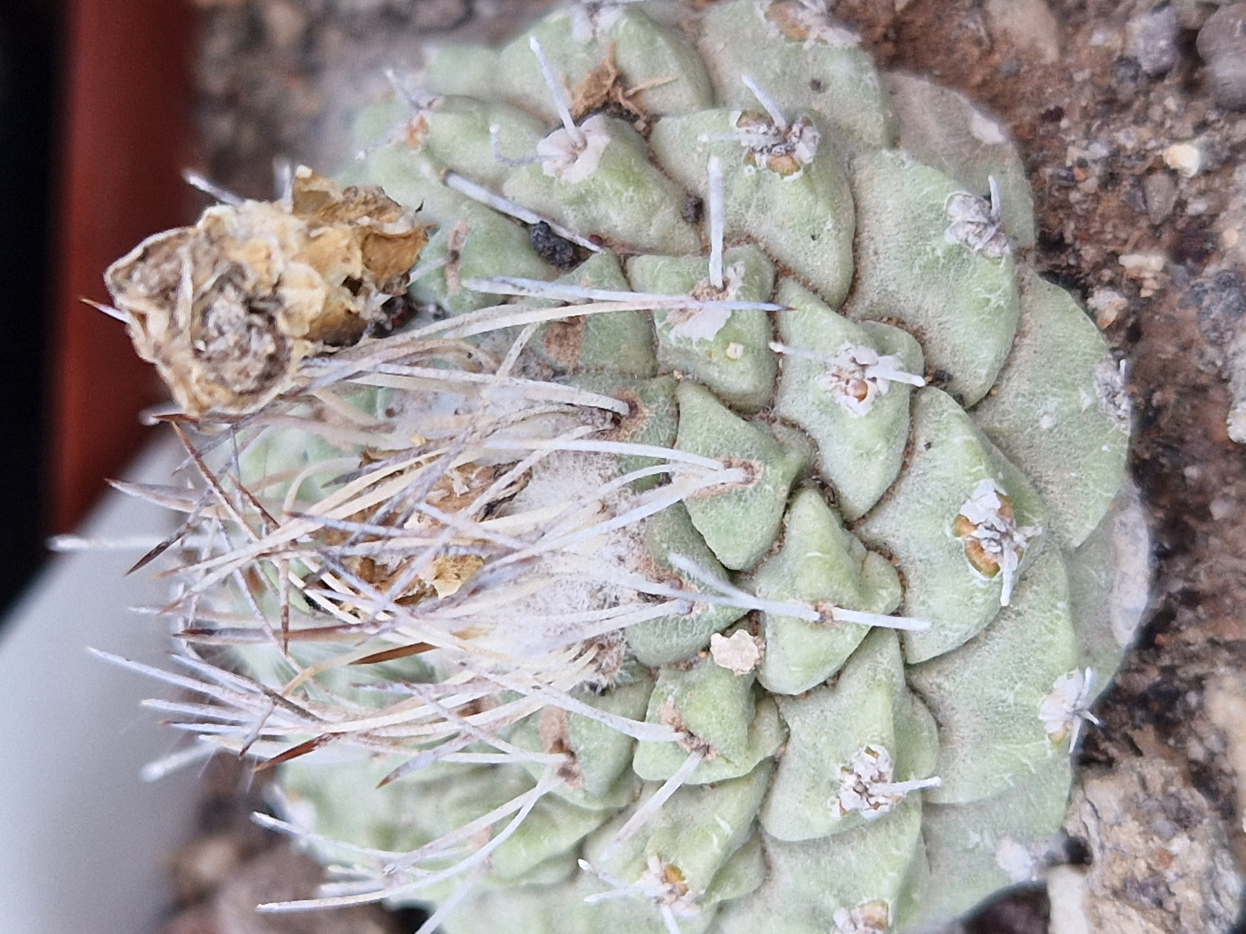 Strombocactus <br>disciformis