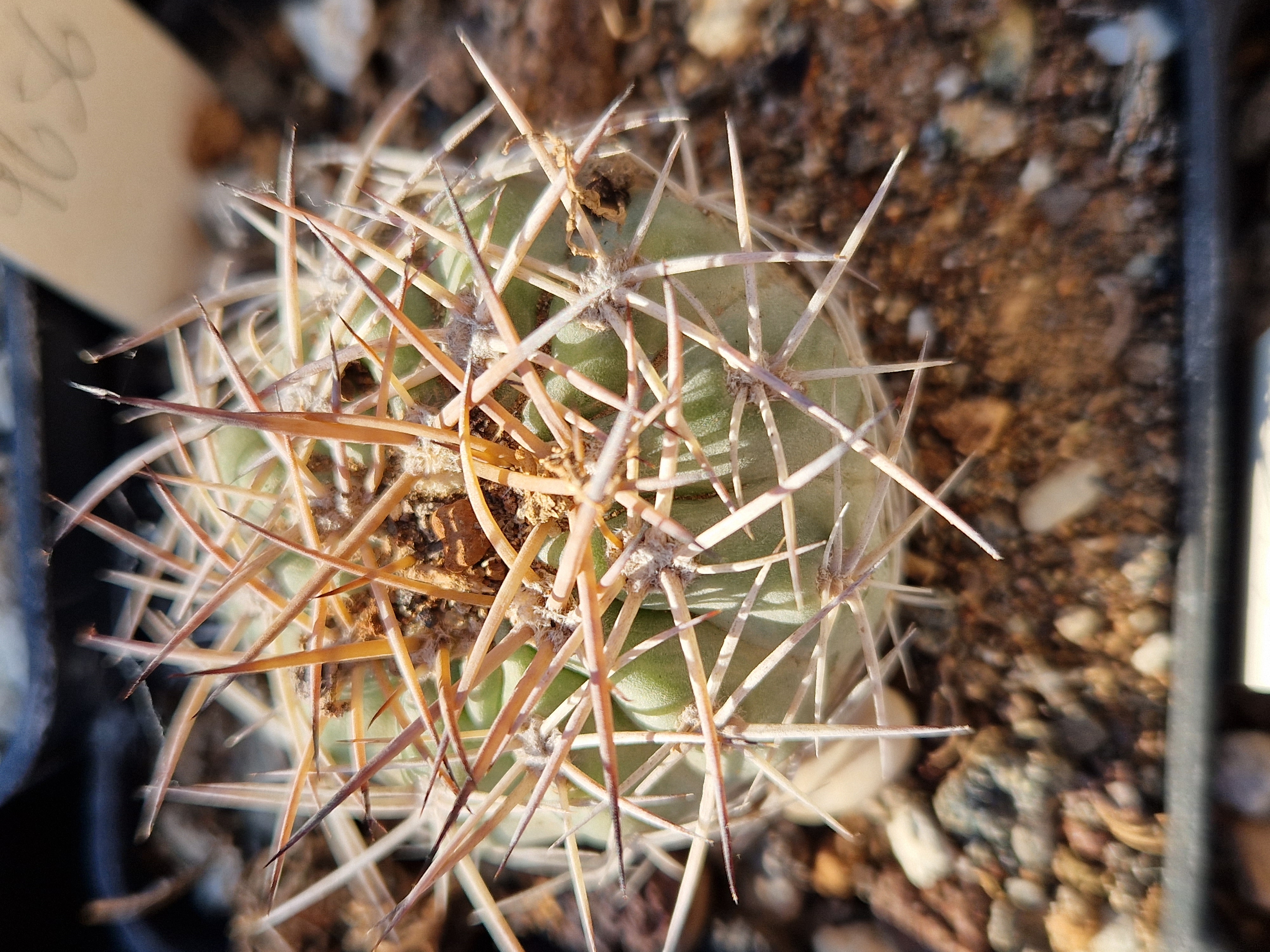 Acanthocalycium <br>thionanthum fma