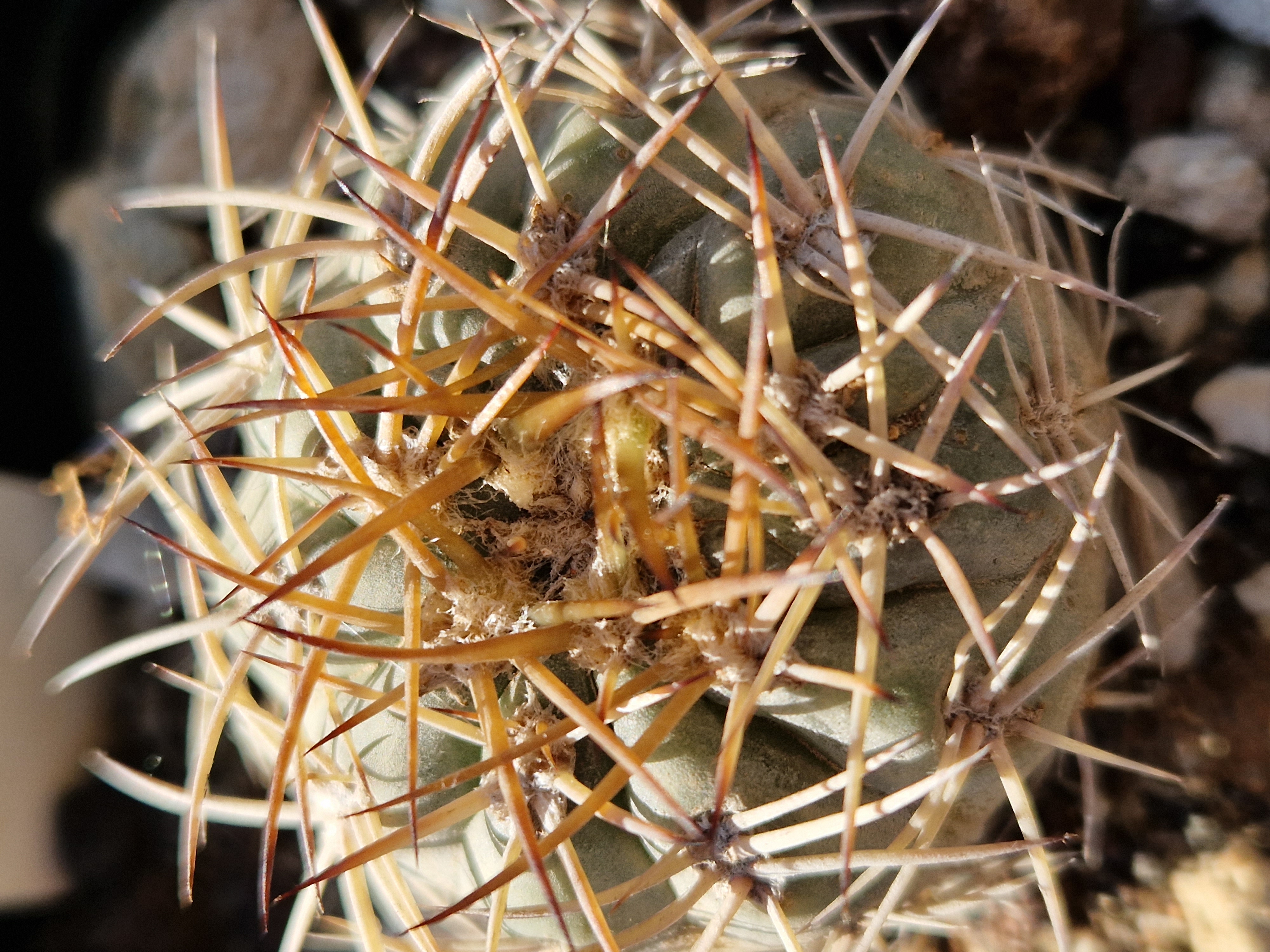 Acanthocalycium <br>thionanthum fma