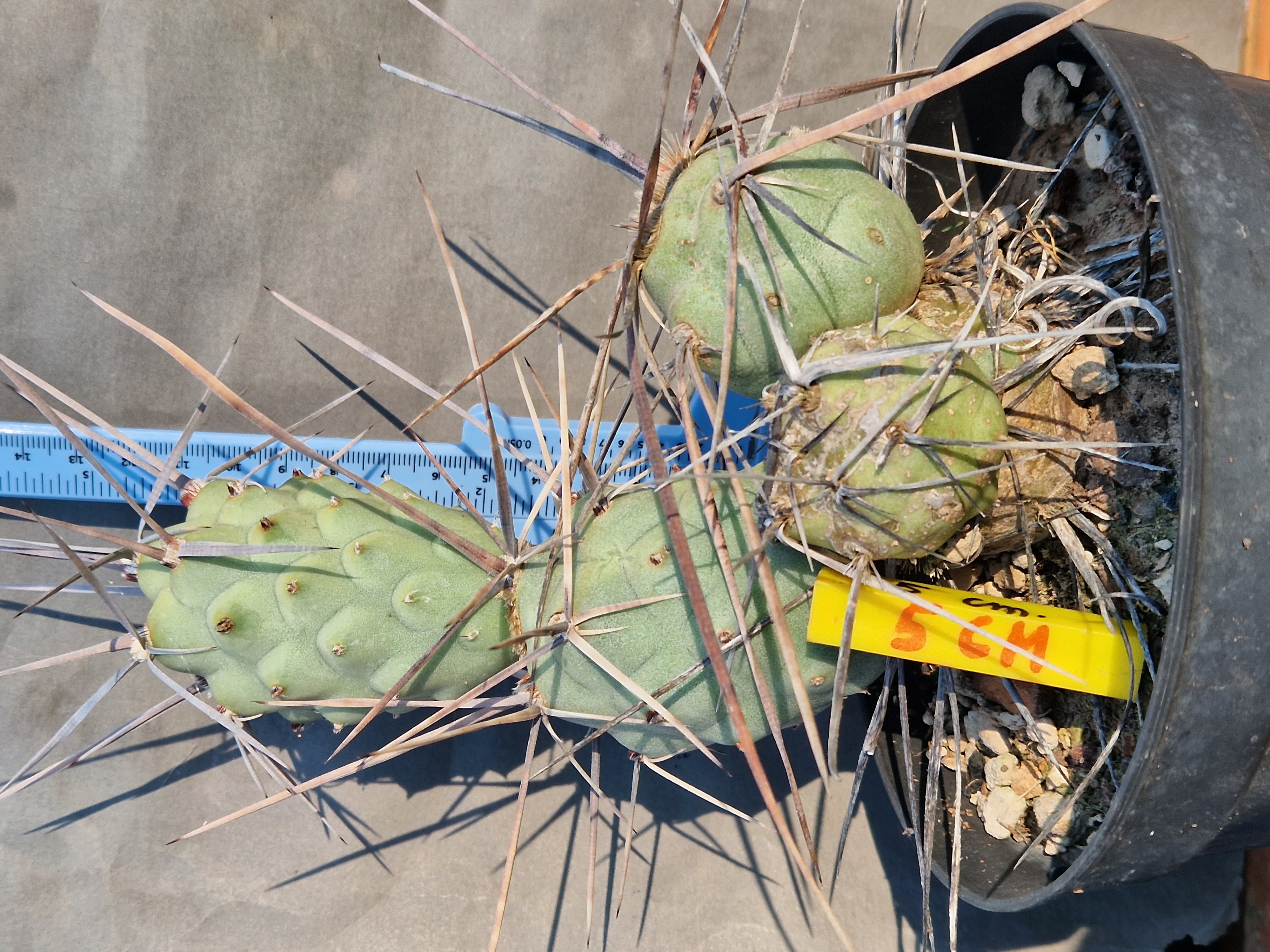 Tephrocactus <br>aoracanthus forma 