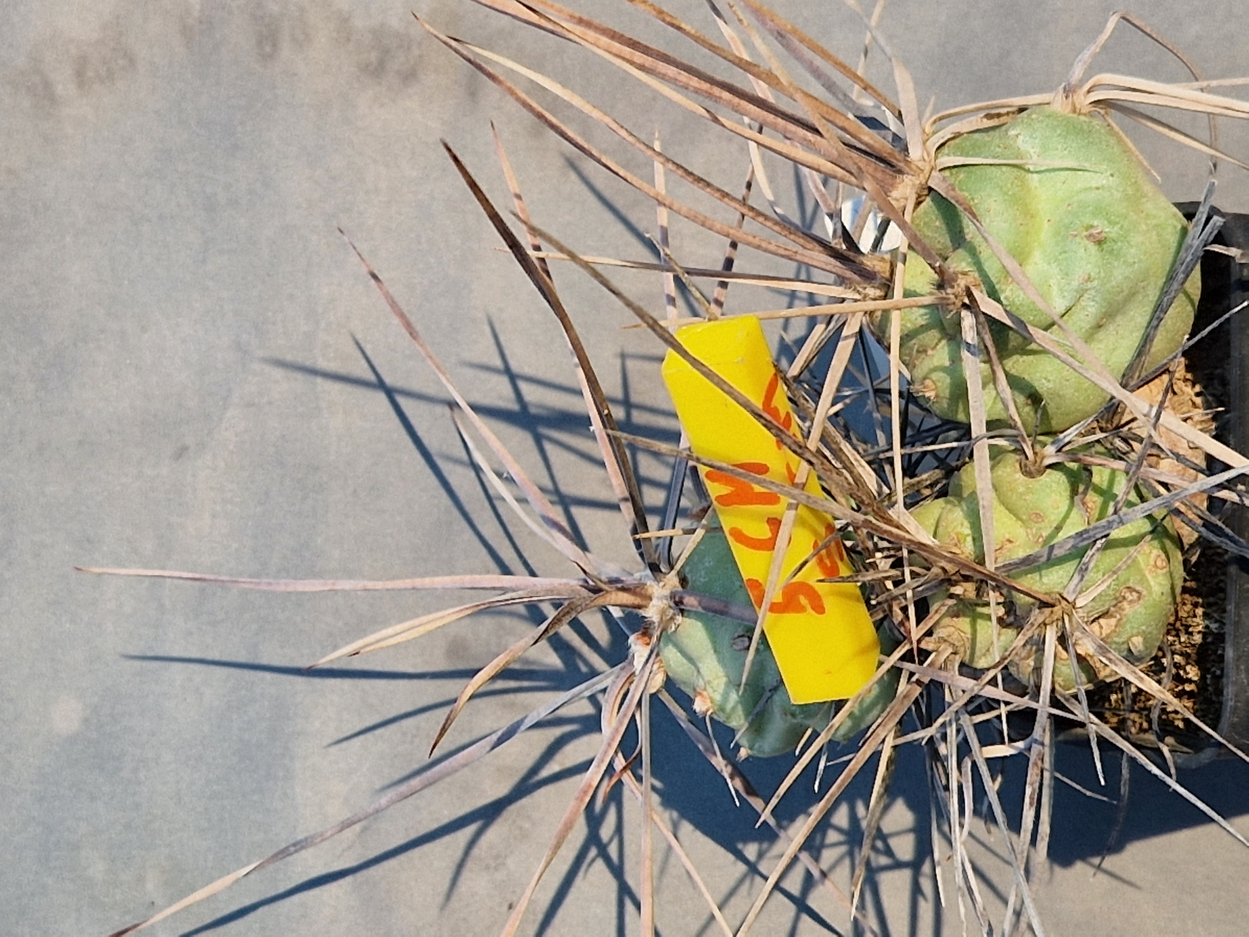 Tephrocactus <br>aoracanthus