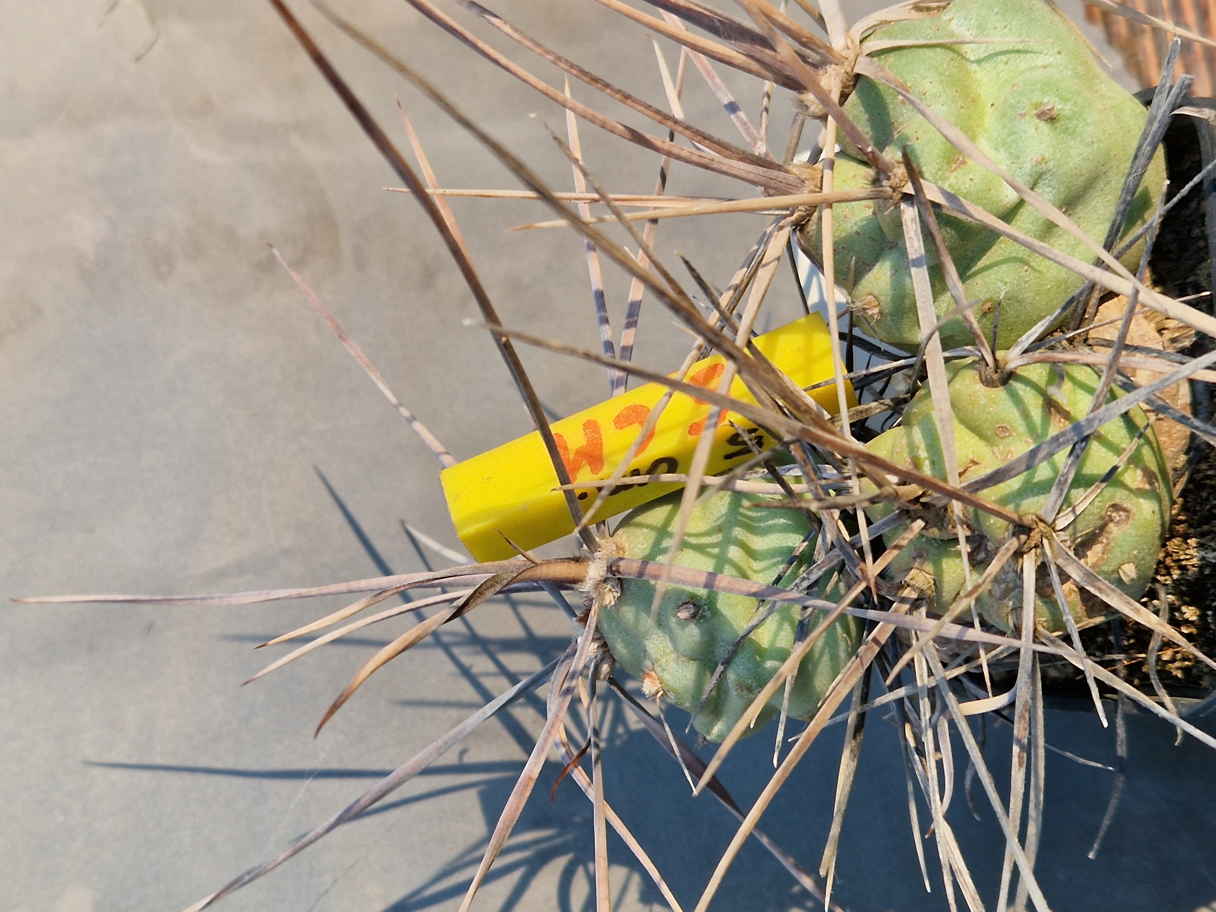 Tephrocactus <br>aoracanthus