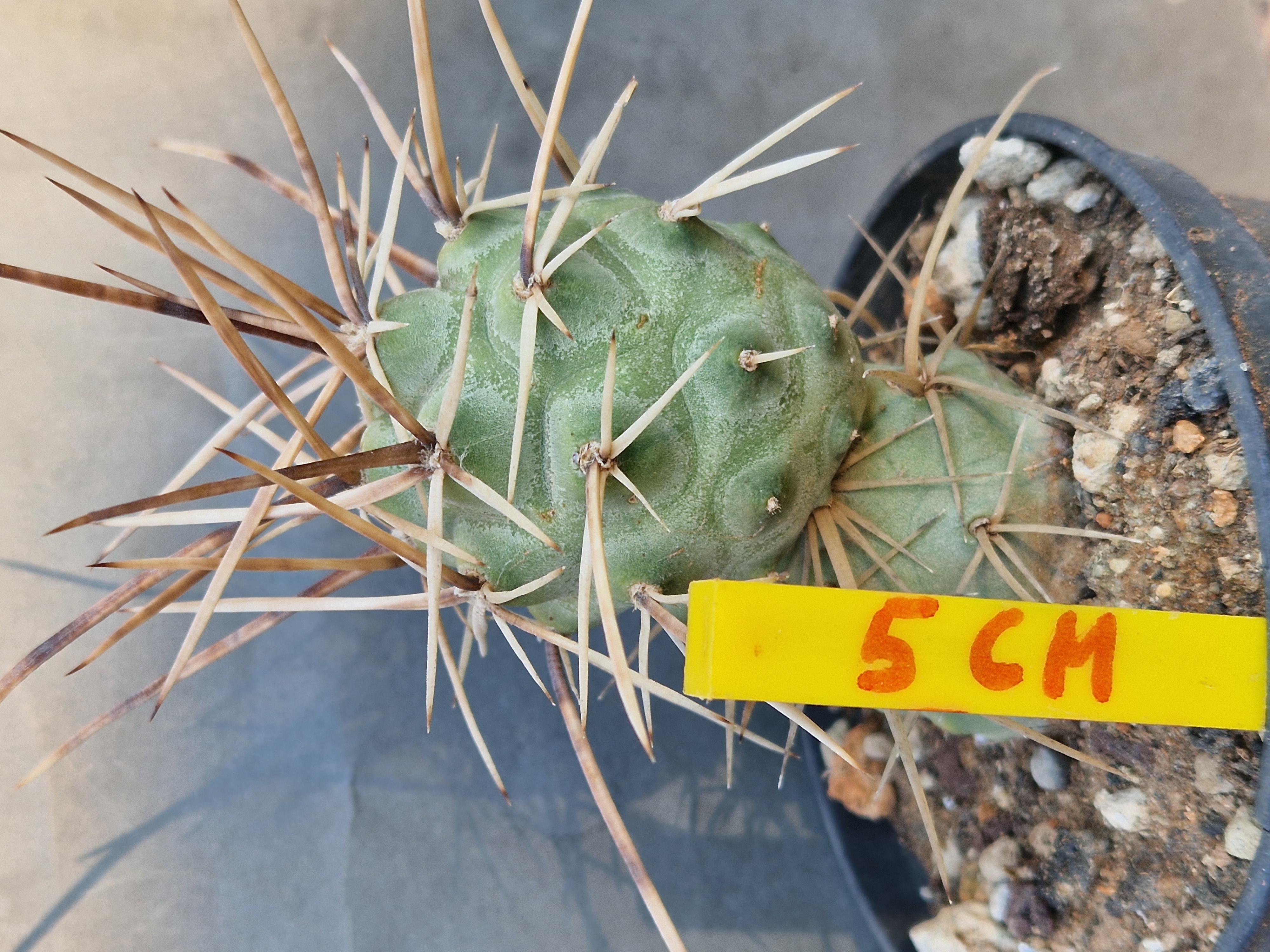 Tephrocactus <br>aoracanthus forma 