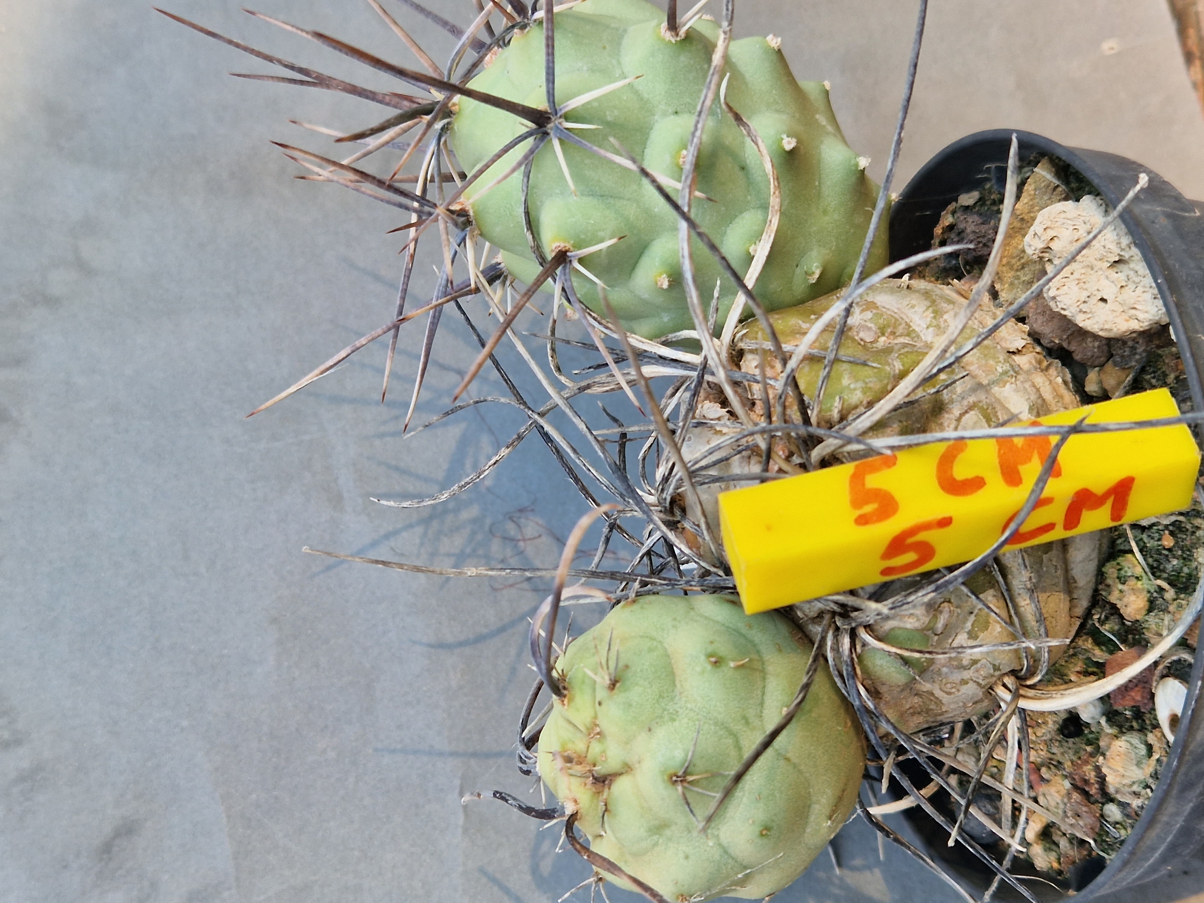 Tephrocactus <br>aoracanthus