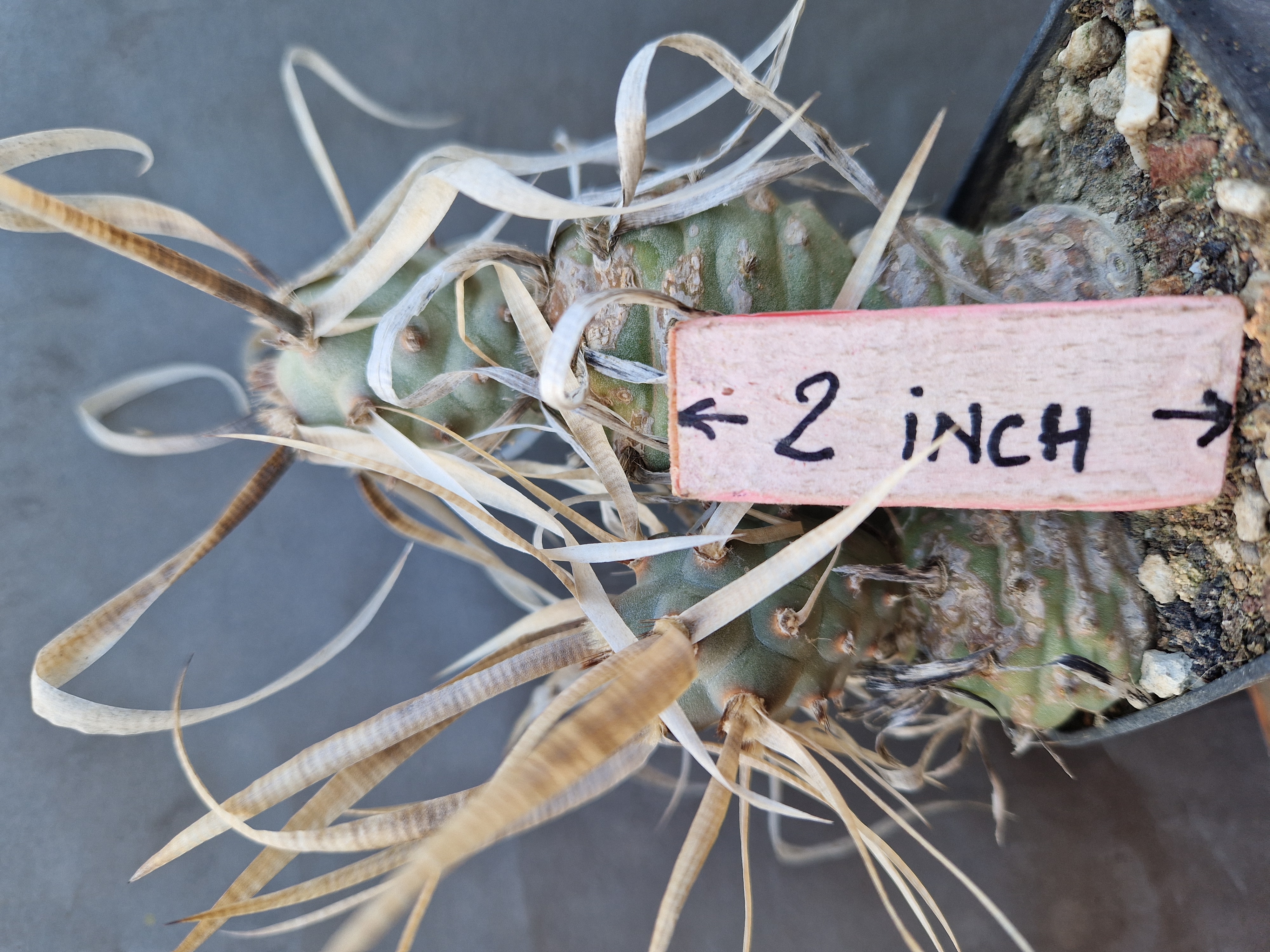 Tephrocactus articulatus papyracanthus