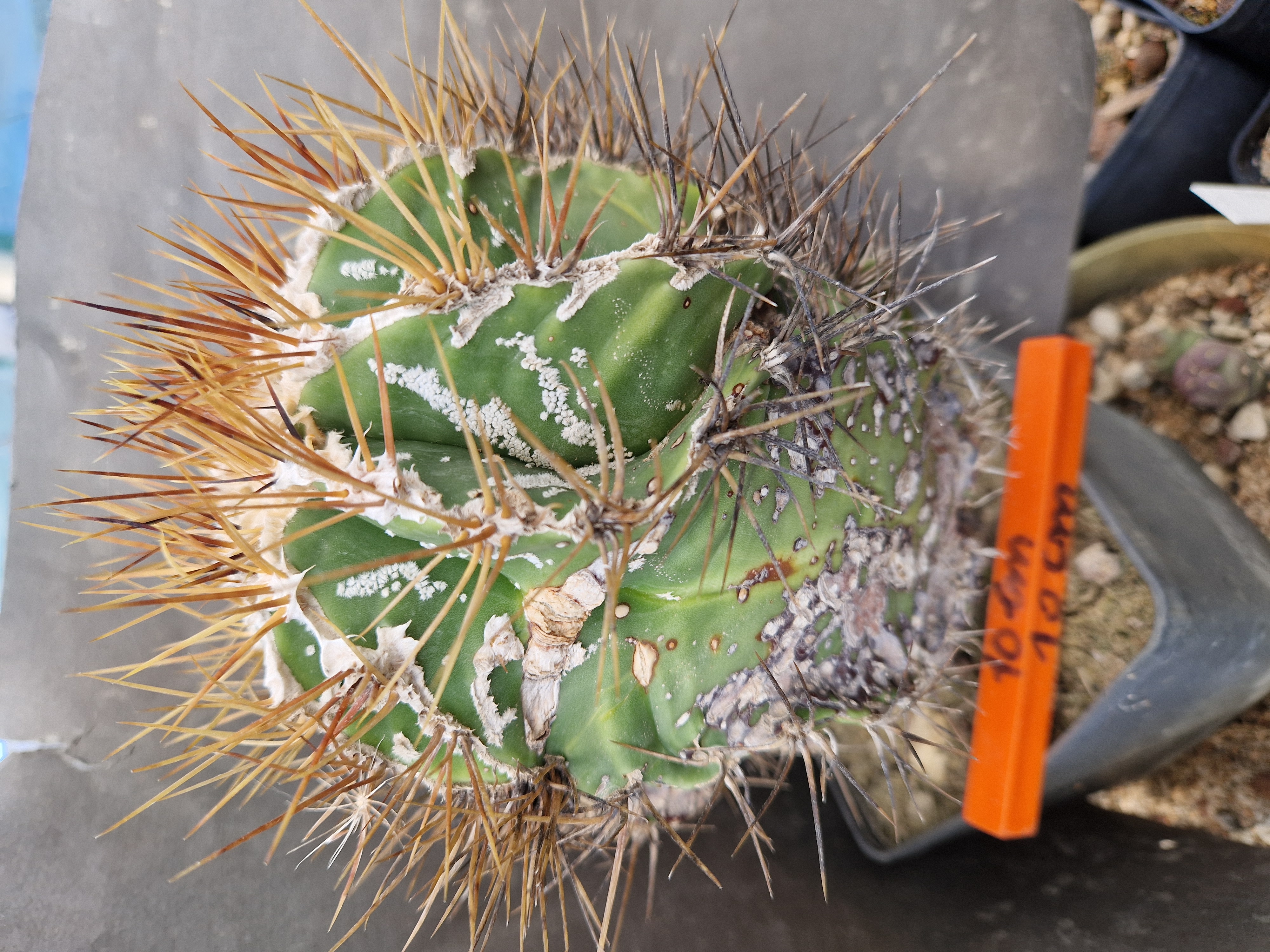 Astrophytum <br>ornatum fukuryu
