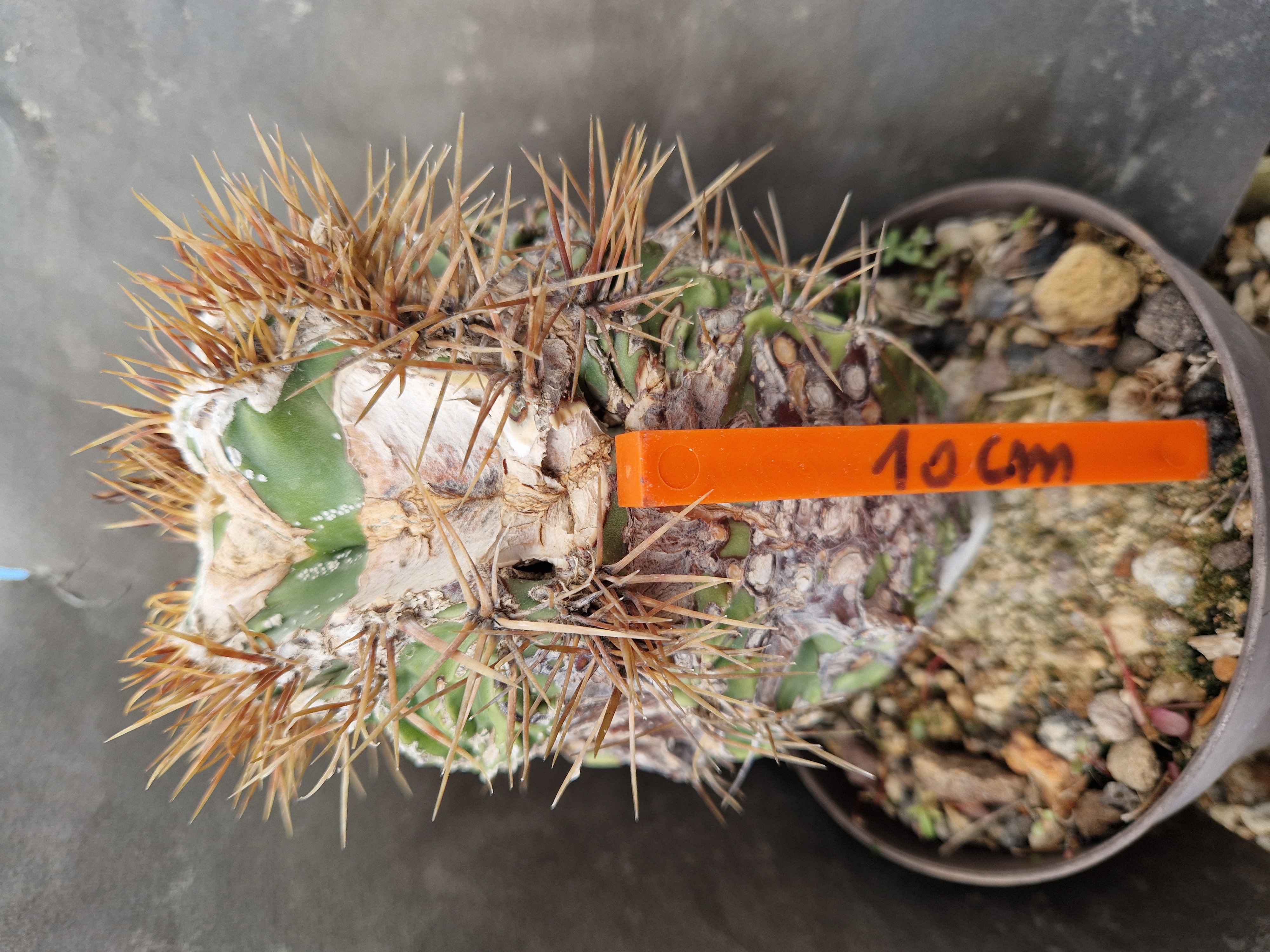 Astrophytum <br>ornatum fukuryu 