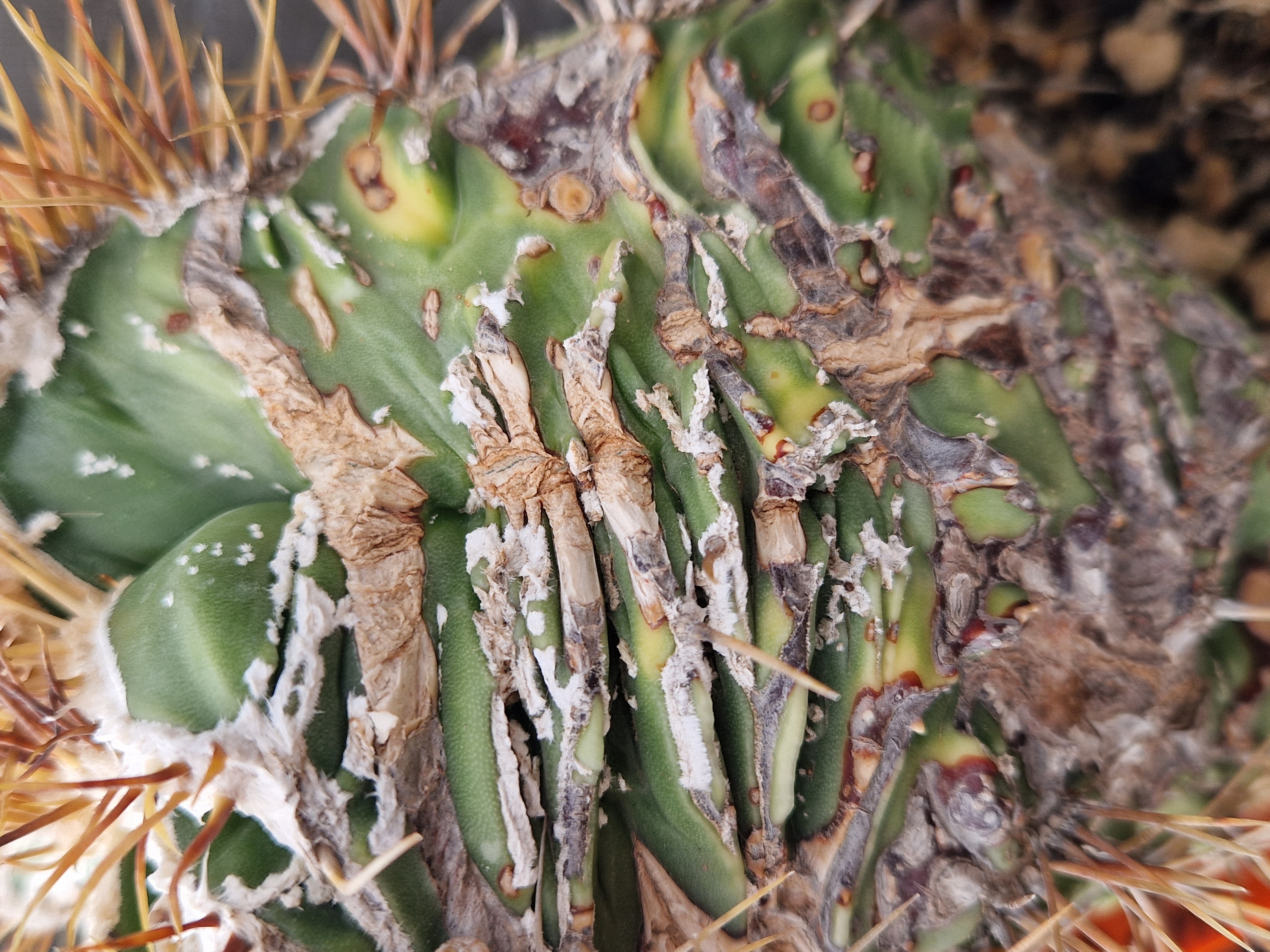 Astrophytum <br>ornatum fukuryu 