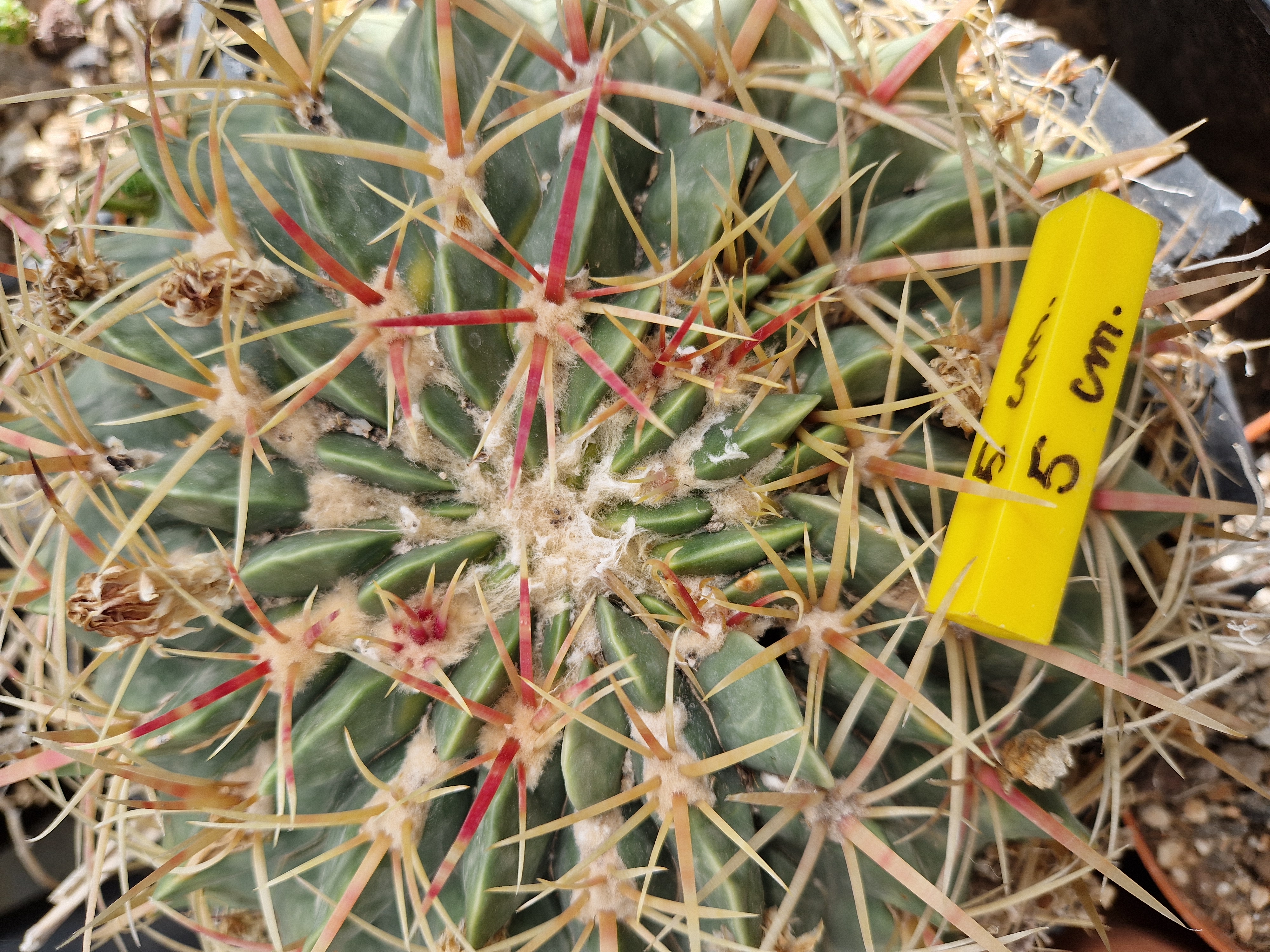 Ferocactus <br>macrodiscus