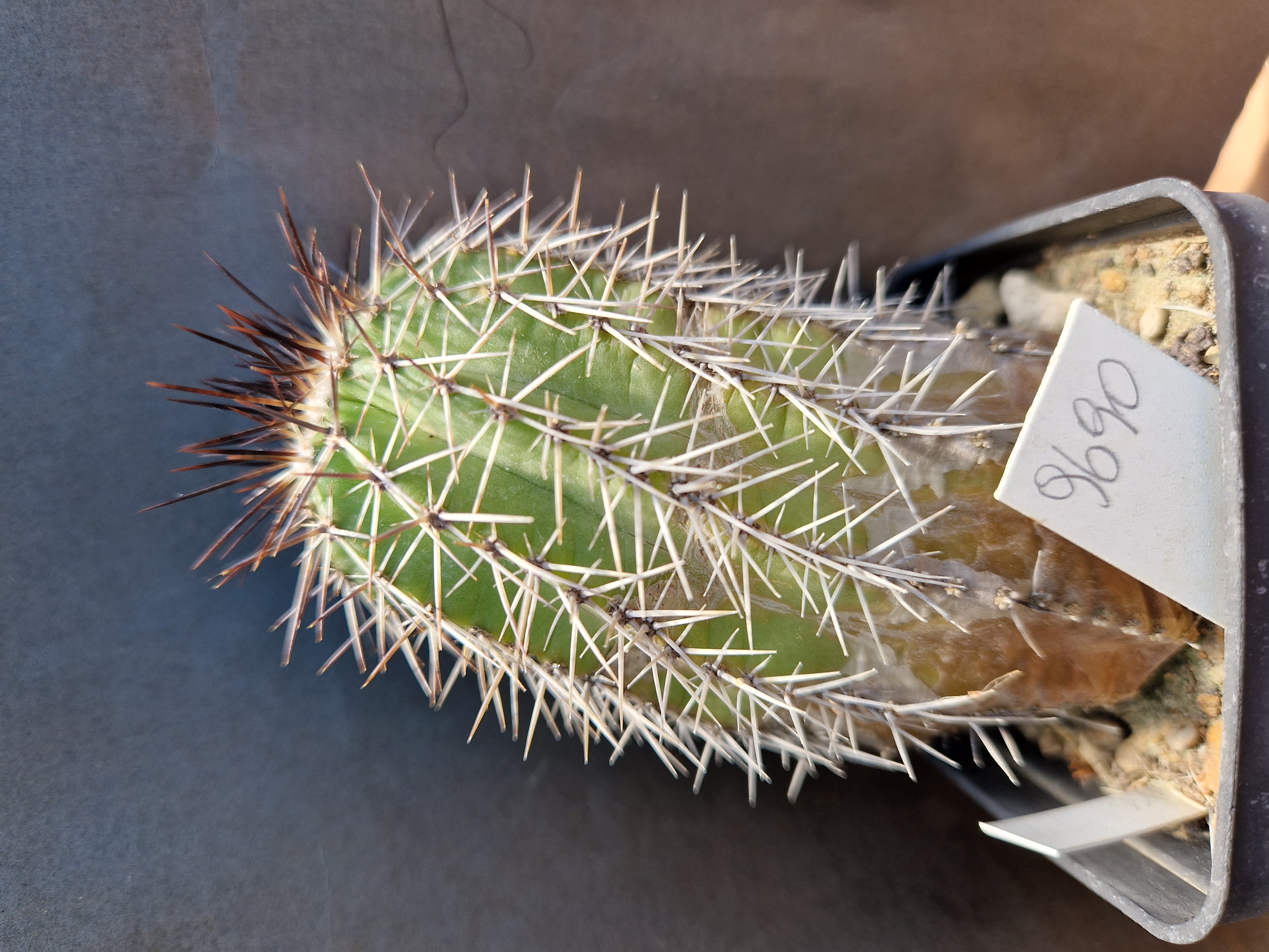 Echinocereus <br>stoloniferus