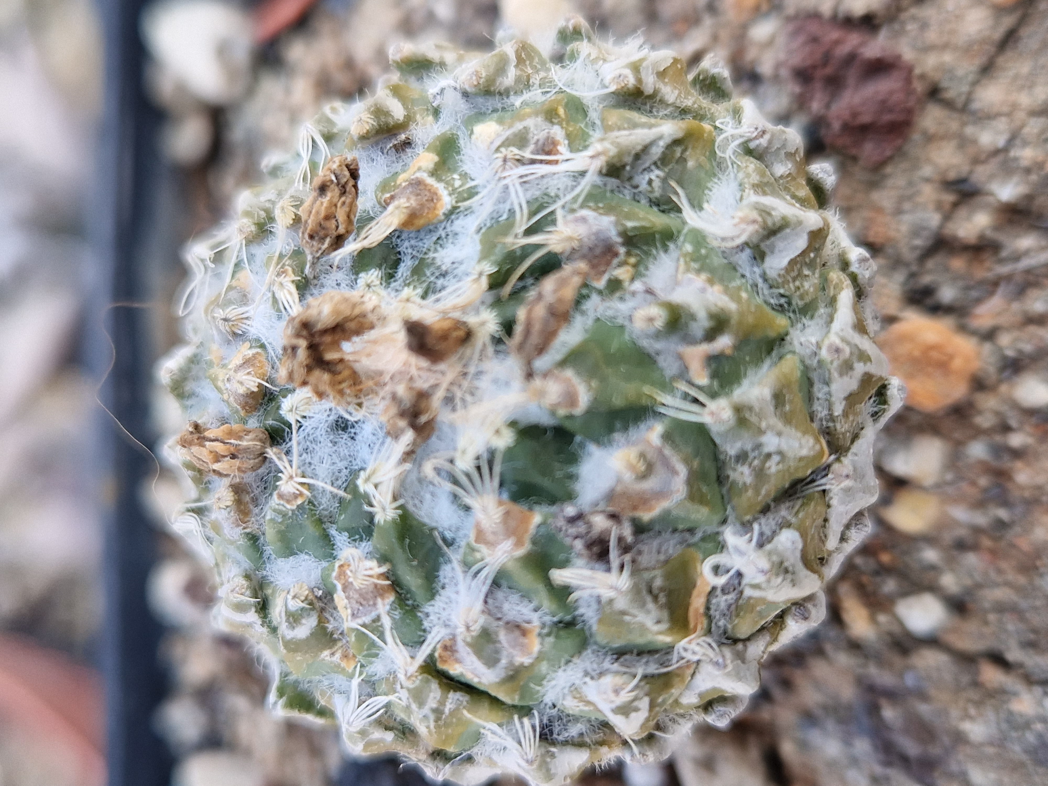 Encephalocarpus <br>strobiliformis 