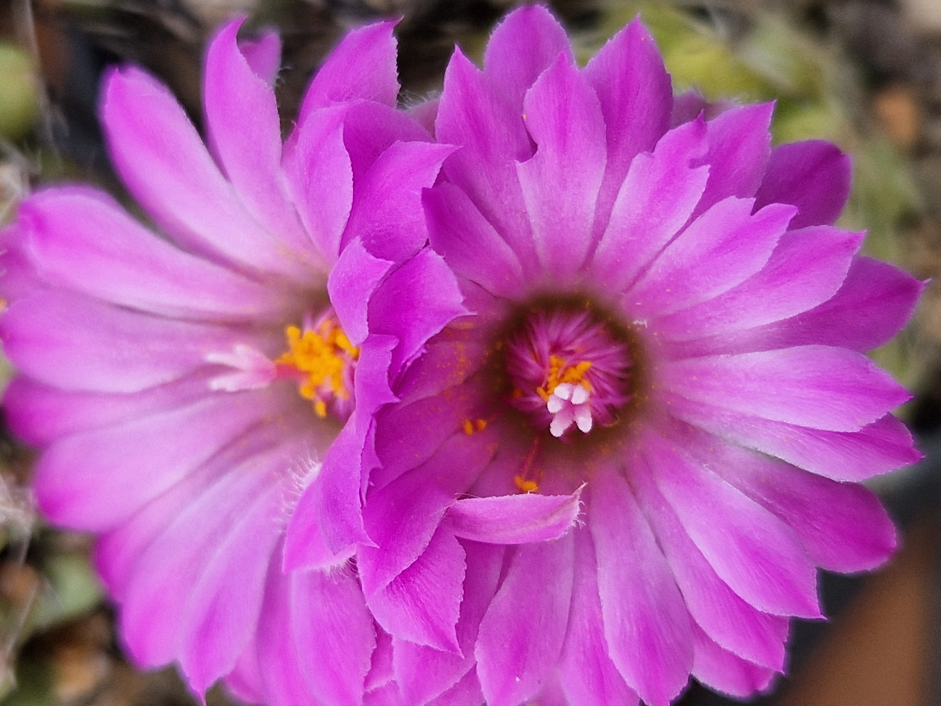 Escobaria <br>hestery