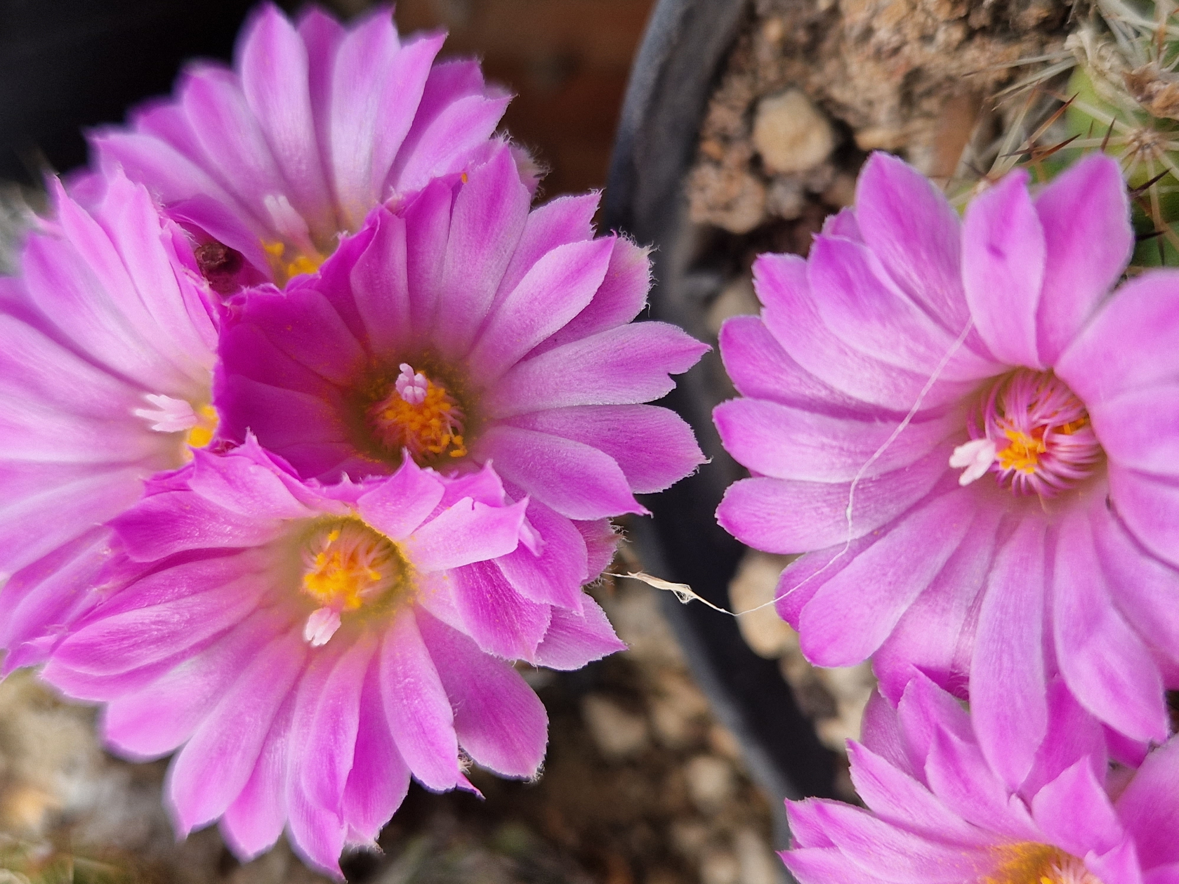 Escobaria <br>hestery