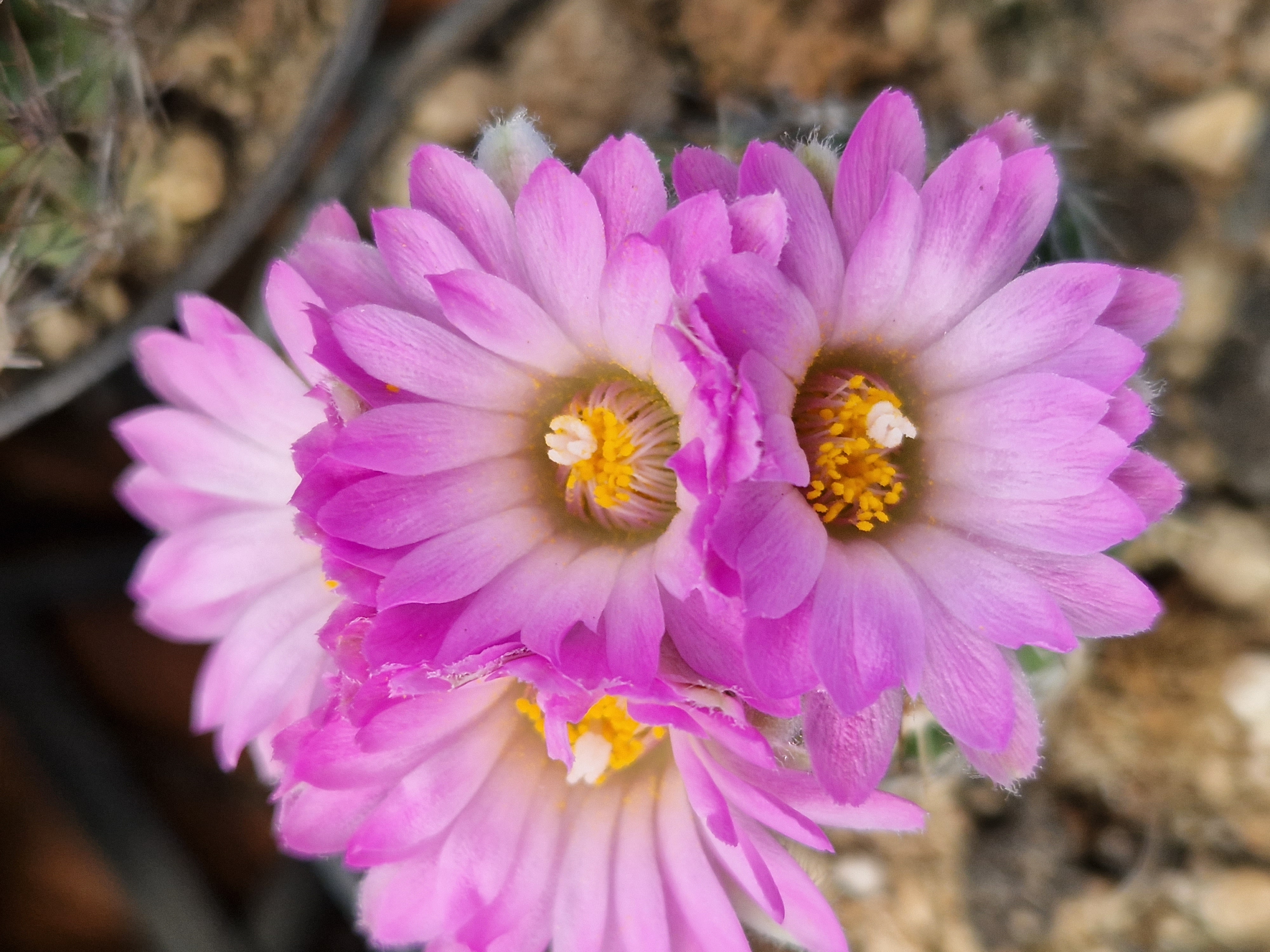 Escobaria <br>hestery