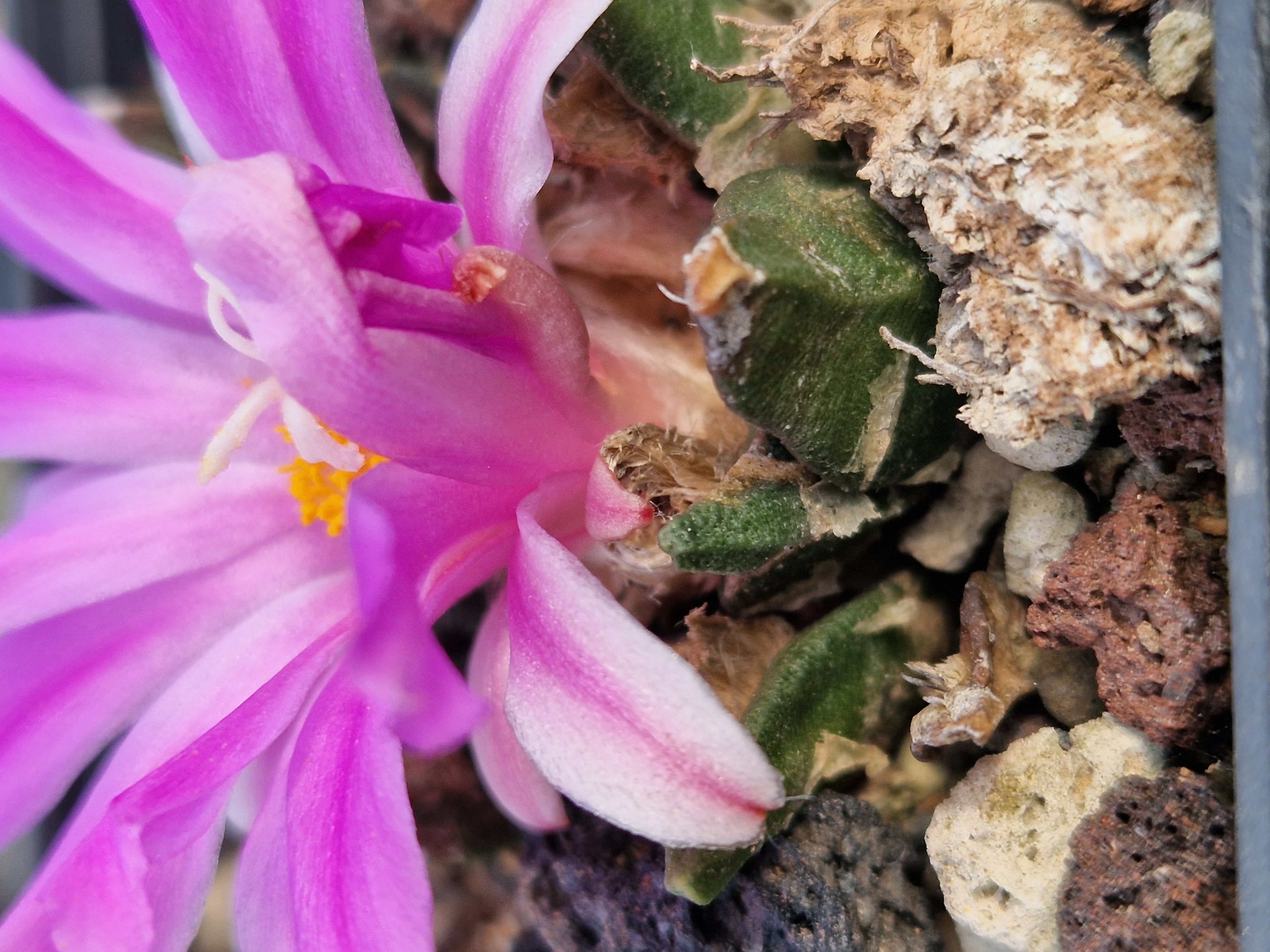 Ariocarpus cv fissuratus x agav f2