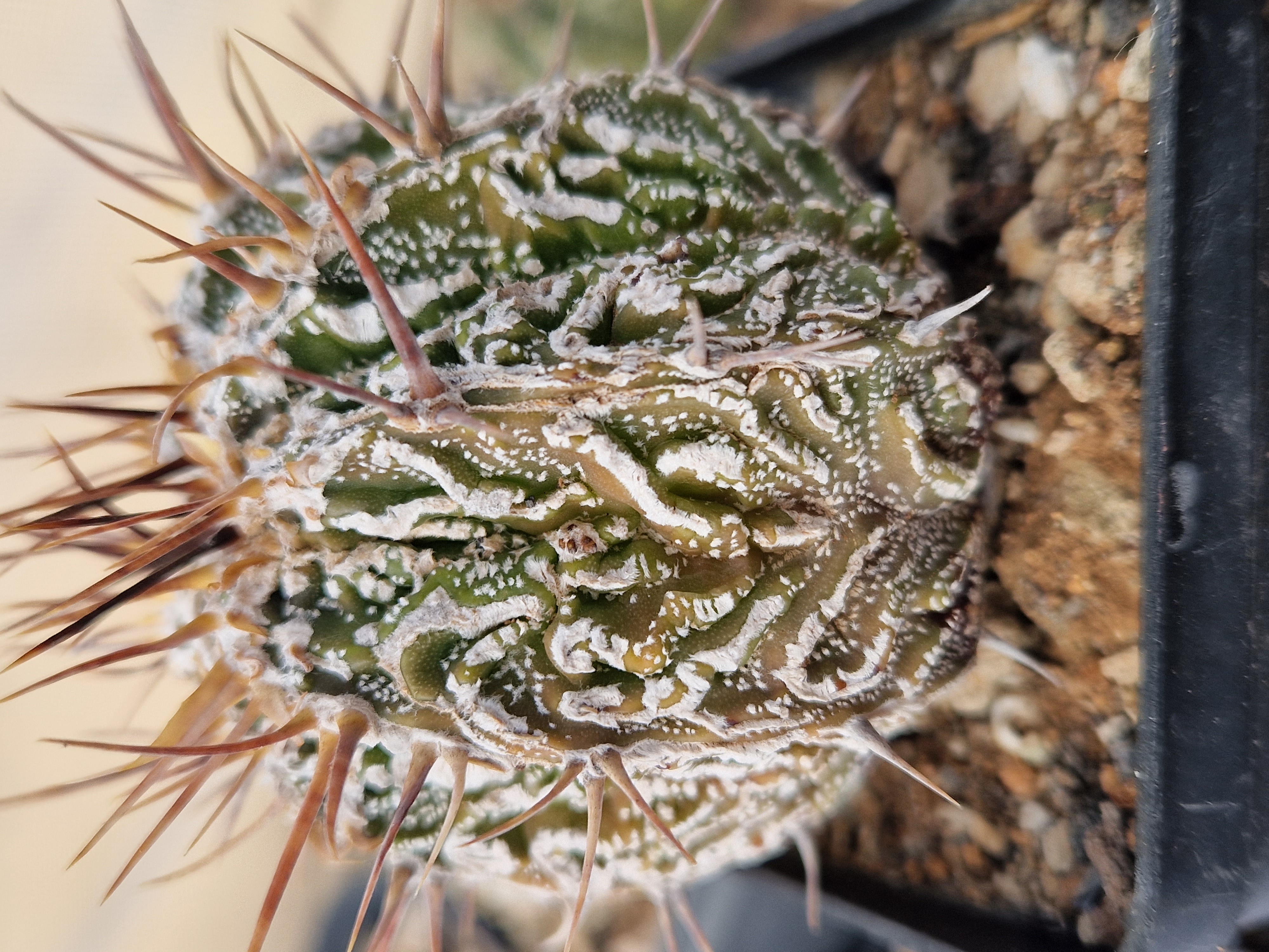Astrophytum <br>ornatum fukuryo