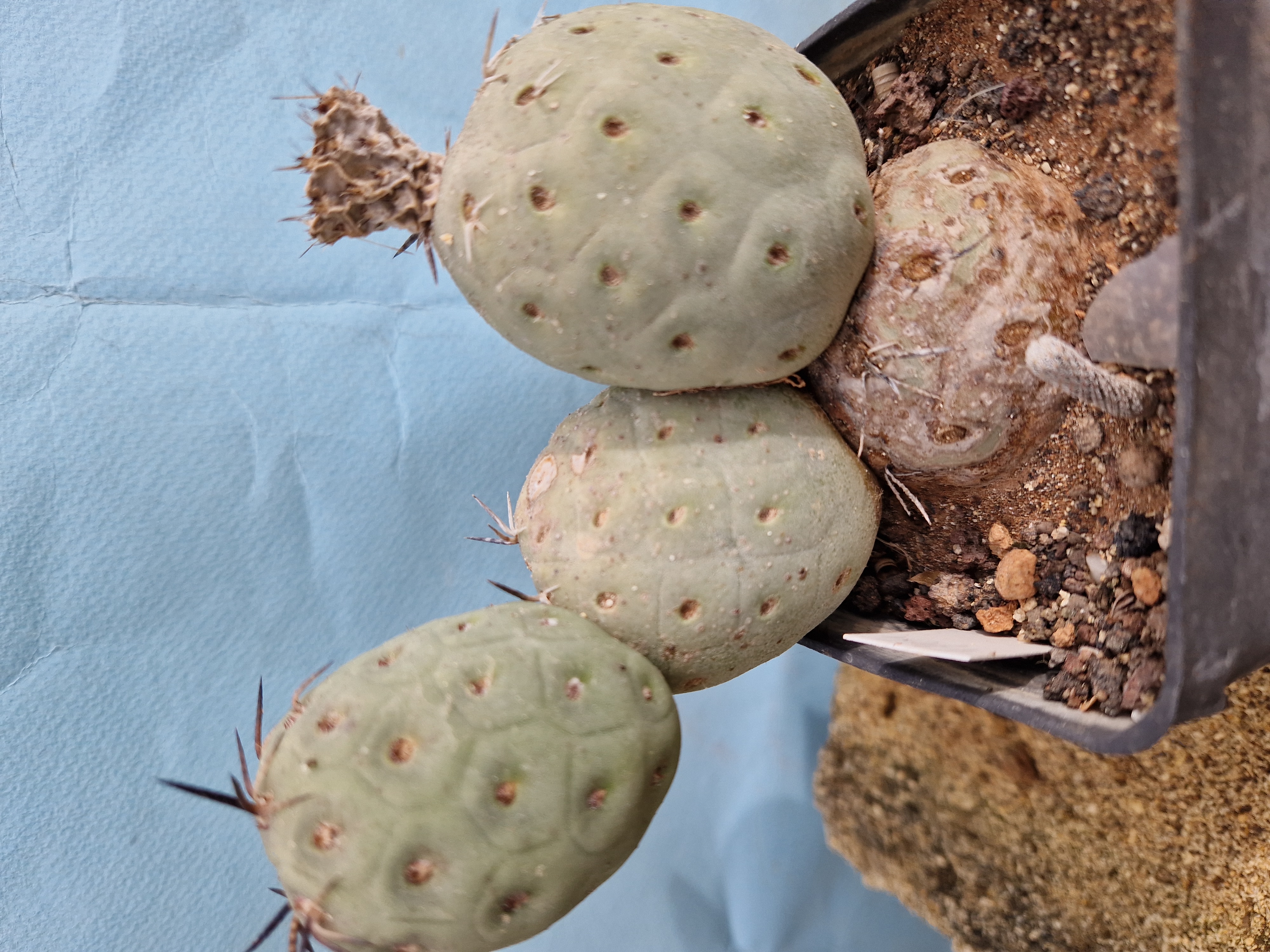 Tephrocactus <br>geometricus