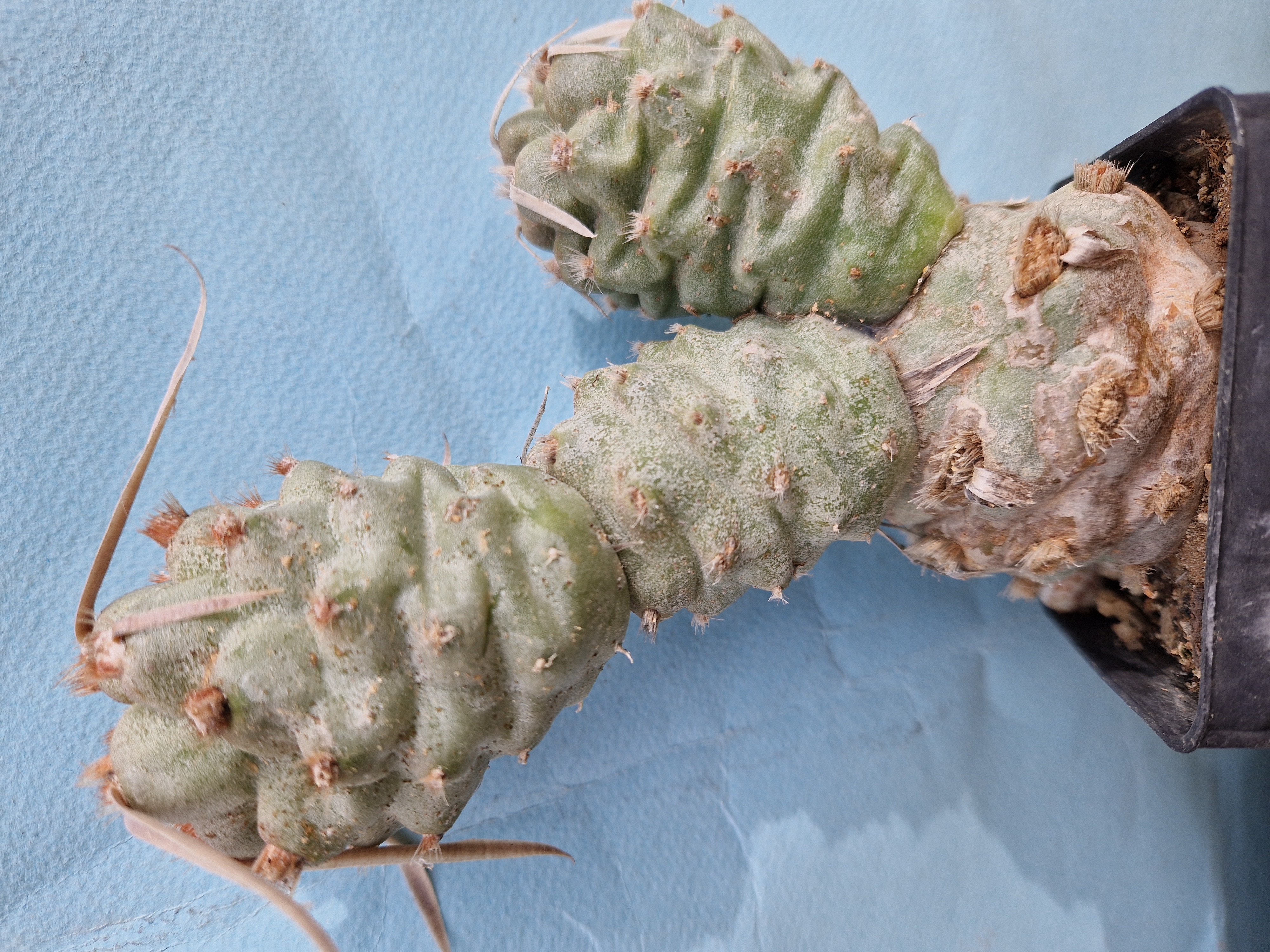 Tephrocactus articulatus papyracanthus inermis