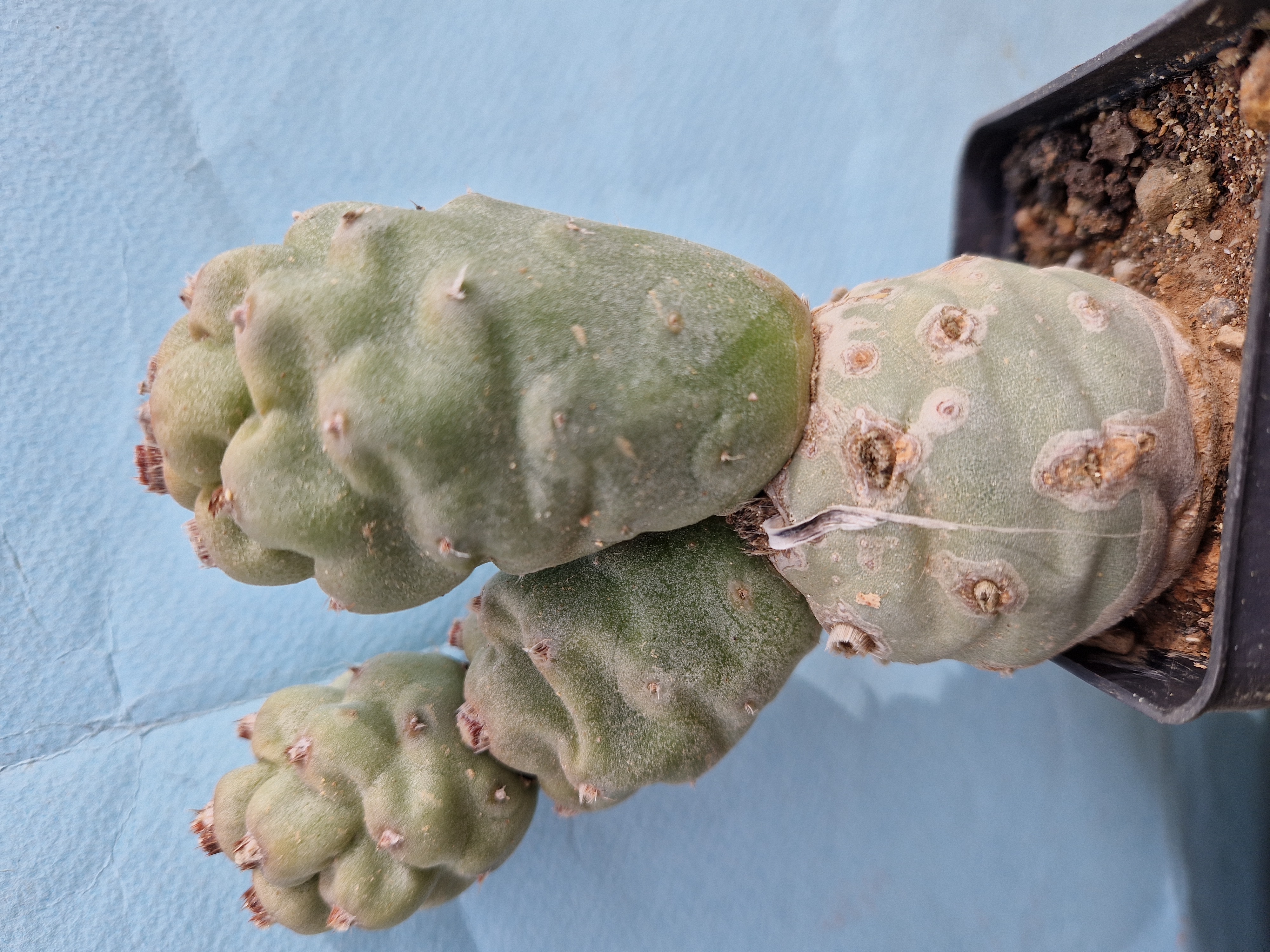 Tephrocactus articulatus papyracanthus inermis