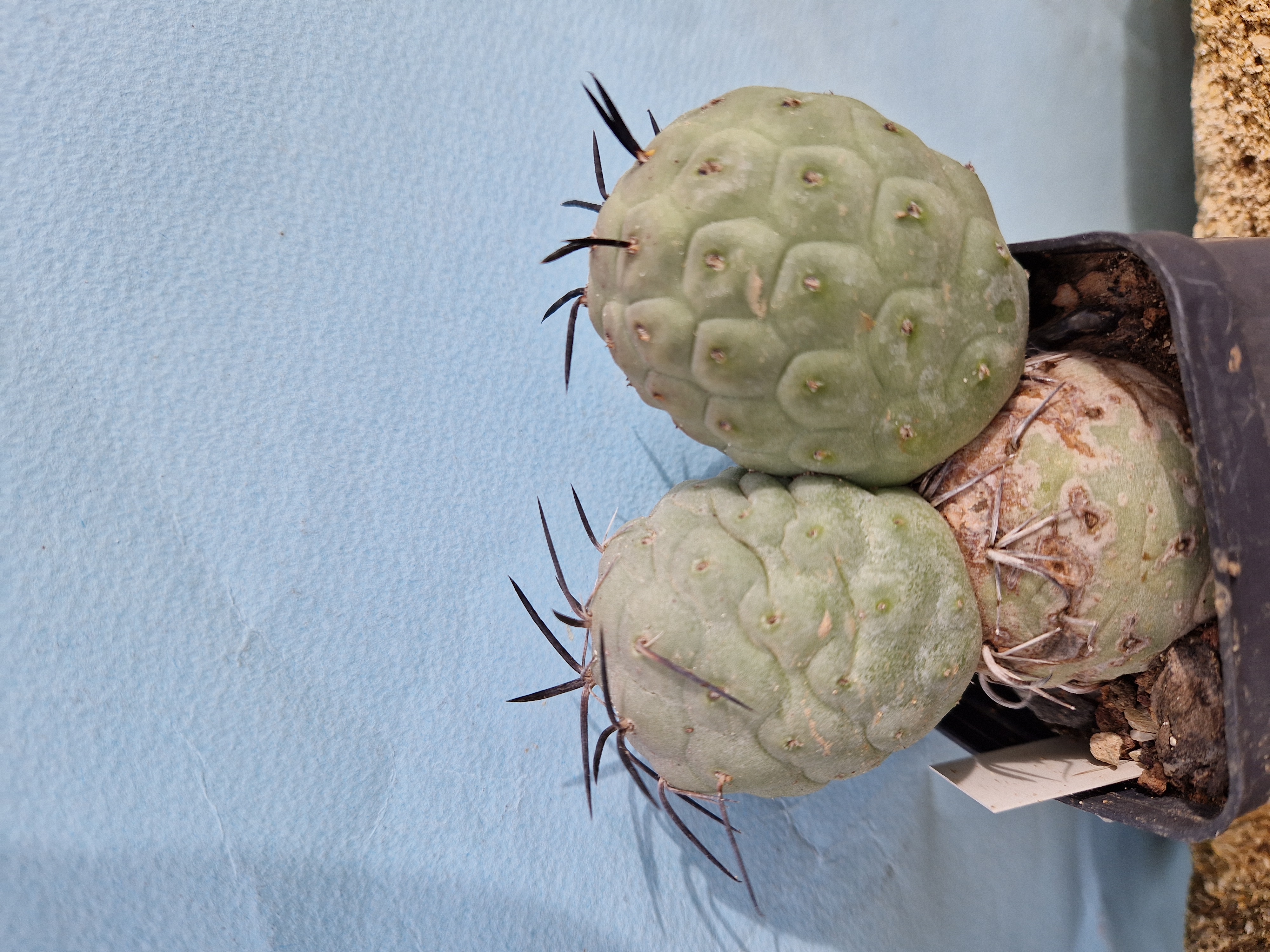 Tephrocactus <br>geometricus