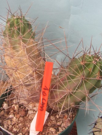 Echinocereus enneacanthus  